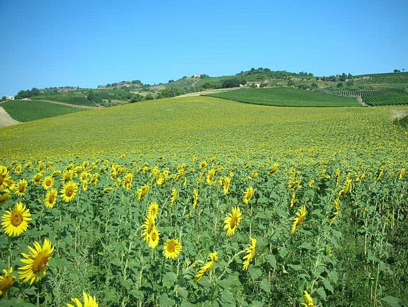 Helianthus annuus / Girasole comune